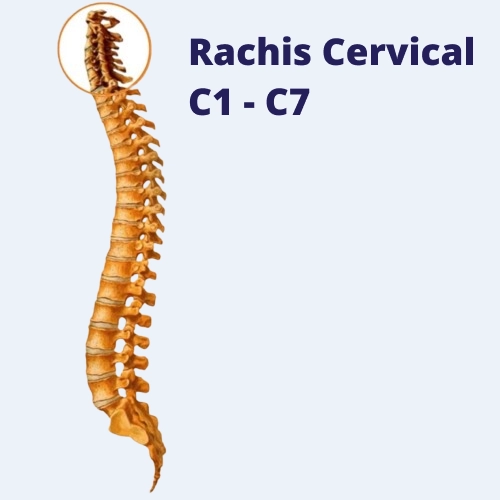 illustration hernie discale cervicale - rachis cervical