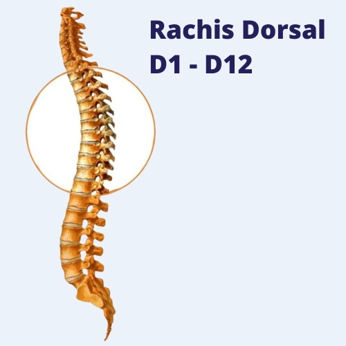 illustration hernie discale dorsale - rachis dorsal